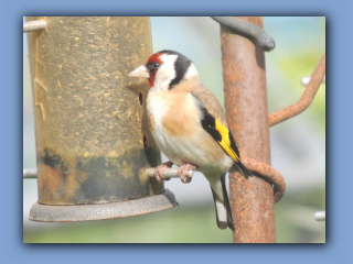 Goldfinch on back garden feeder. 4th July 2024.jpg